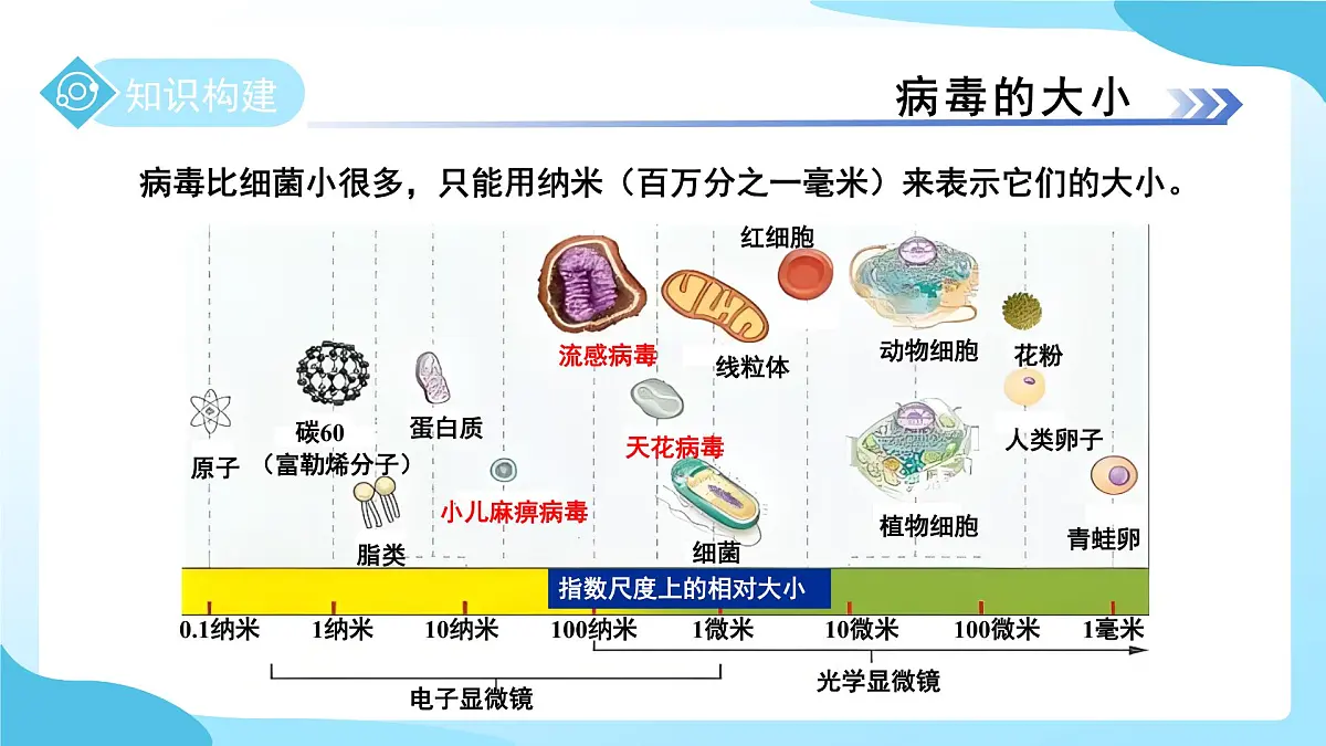 第一章 第4节 微生物的结构与生殖 第2课时 课件 科学浙教版(2024)七年级下册第5页