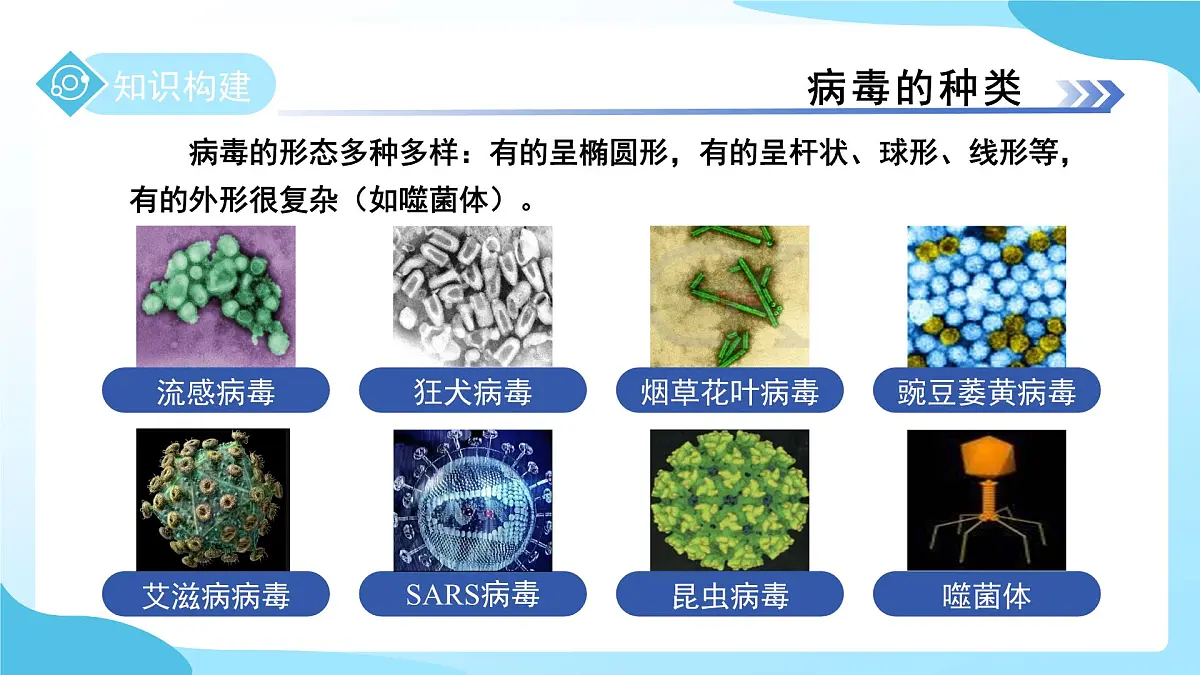 第一章 第4节 微生物的结构与生殖 第2课时 课件 科学浙教版(2024)七年级下册第8页