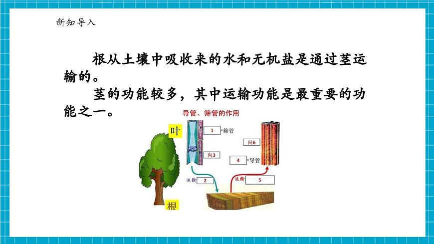 浙教版七下科學(xué) 4.3土壤與植物生長(zhǎng)（5）第5頁(yè)