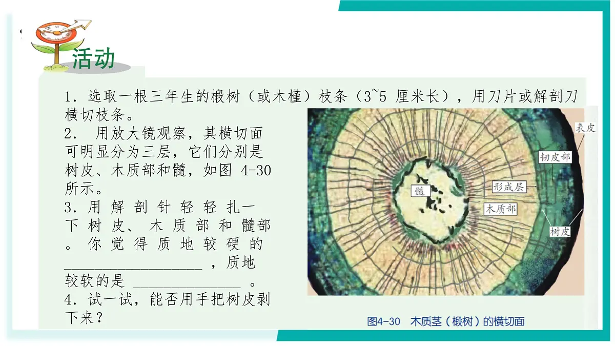 4.3 土壤与植物生长(第2课时)-初中科学七年级下册 同步教学课件(浙教版2024)第7页
