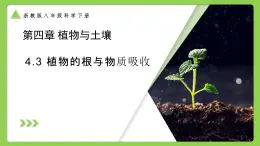 4.3 植物的根與物質吸收（同步課件）2025學年八年級科學下冊浙教版