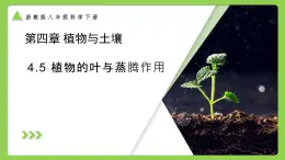 4.5 植物的葉與蒸騰作用（同步課件）2025學年八年級科學下冊浙教版