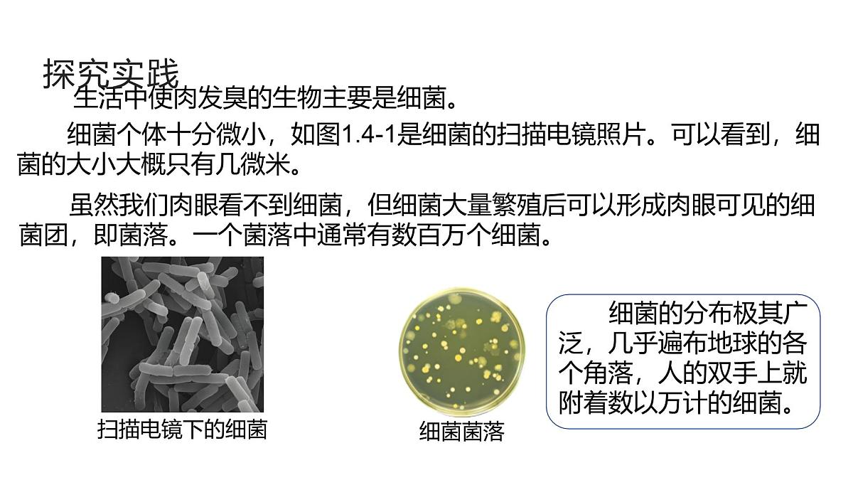 1.4《微生物的结构与生殖》(第1课时) 课件浙教版科学七年级下册第3页