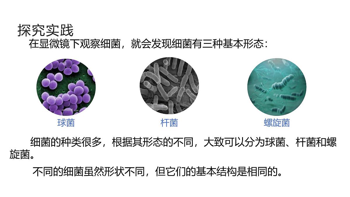 1.4《微生物的结构与生殖》(第1课时) 课件浙教版科学七年级下册第7页