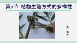 2025年春七年級(jí)下冊(cè)科學(xué)（浙教版）上課課件 第1章 5. 植物生殖方式的多樣性 第2課時(shí)