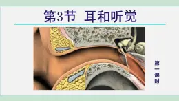2025年春七年級(jí)下冊(cè)科學(xué)（浙教版）上課課件 第2章 3. 耳和聽(tīng)覺(jué) 第1課時(shí)
