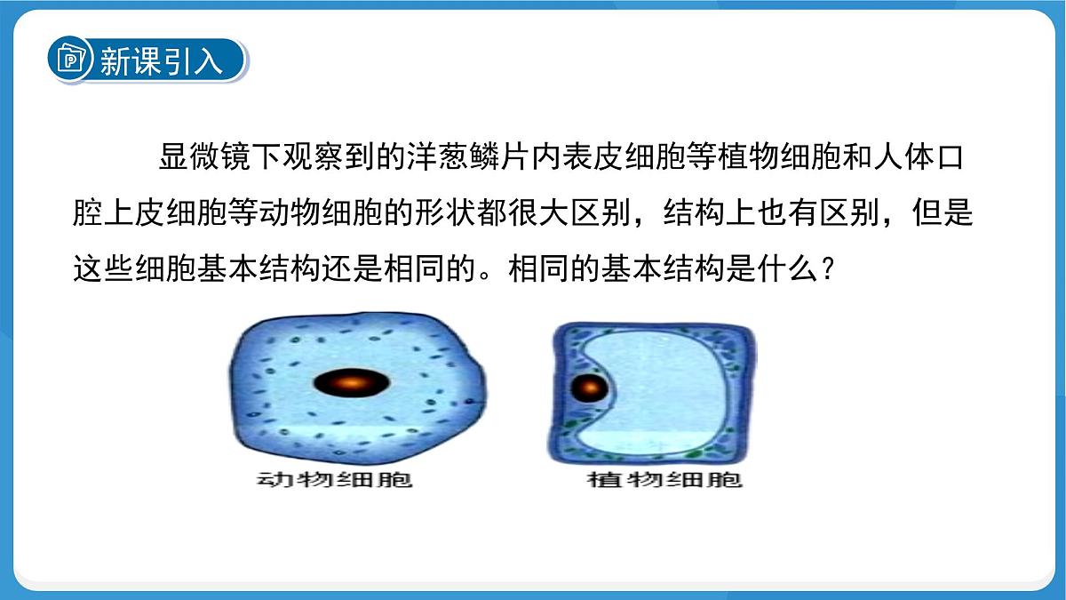 (新课标)初中科学浙教版七年级上册2.1 生物体的基本单位 第4课时课件第3页