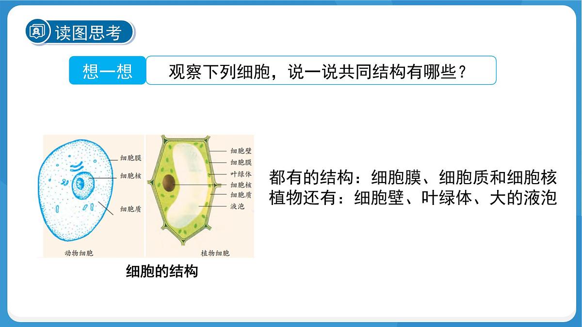 (新课标)初中科学浙教版七年级上册2.1 生物体的基本单位 第4课时课件第4页