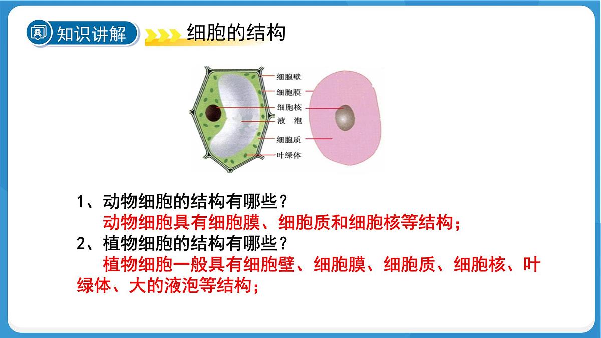 (新课标)初中科学浙教版七年级上册2.1 生物体的基本单位 第4课时课件第5页