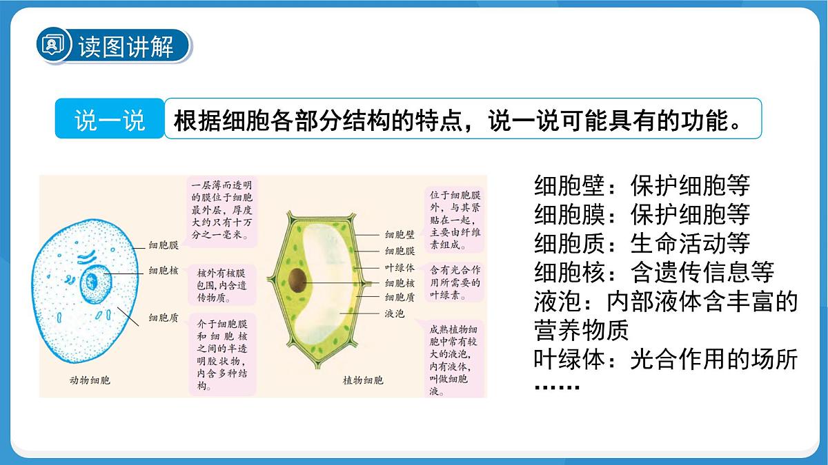 (新课标)初中科学浙教版七年级上册2.1 生物体的基本单位 第4课时课件第7页
