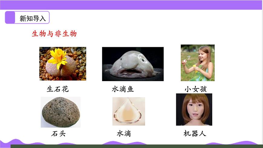 第1節(jié) 生物體的基本單位(一)-教學(xué)課件第5頁