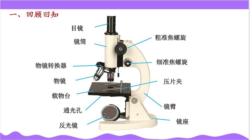 第1節(jié) 生物體的基本單位（三）-教學(xué)課件第3頁(yè)