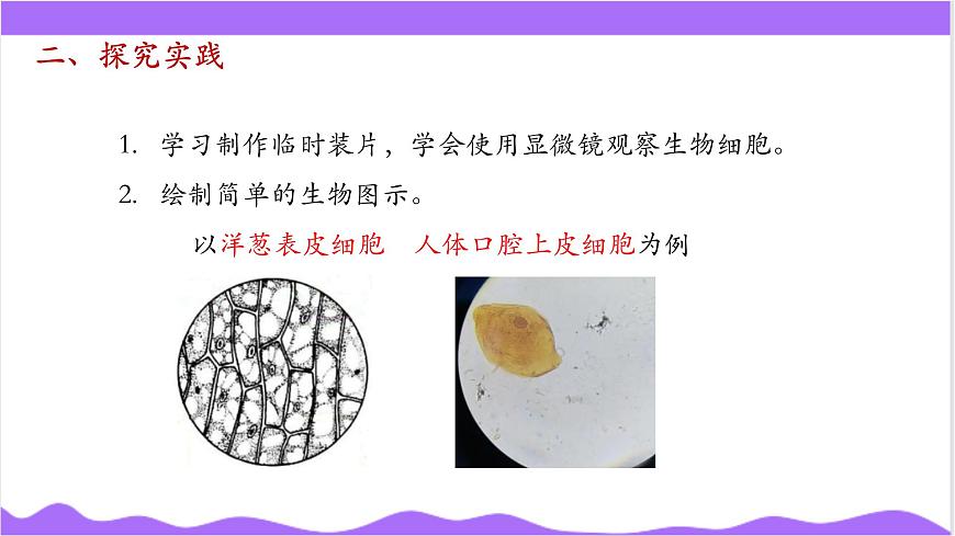 第1節(jié) 生物體的基本單位（三）-教學(xué)課件第4頁(yè)