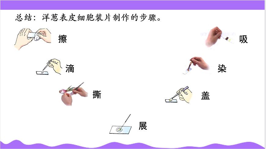 第1節(jié) 生物體的基本單位（三）-教學(xué)課件第7頁(yè)