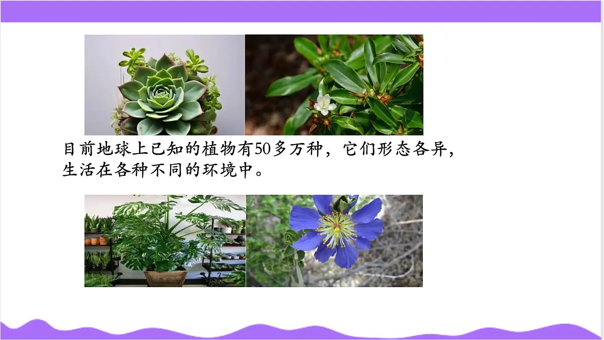第2节 形形色色的植物(一)-教学课件第3页