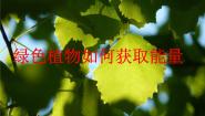 牛津上海版六年级下册绿色植物如何获取能量优秀ppt课件