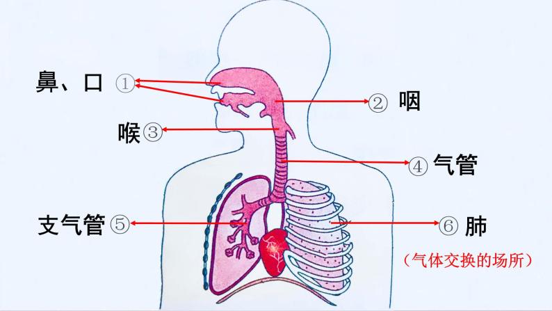 牛津上海版科学六年级下册 人类的呼吸 PPT课件05