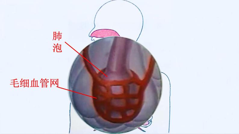 牛津上海版科学六年级下册 人类的呼吸 PPT课件08