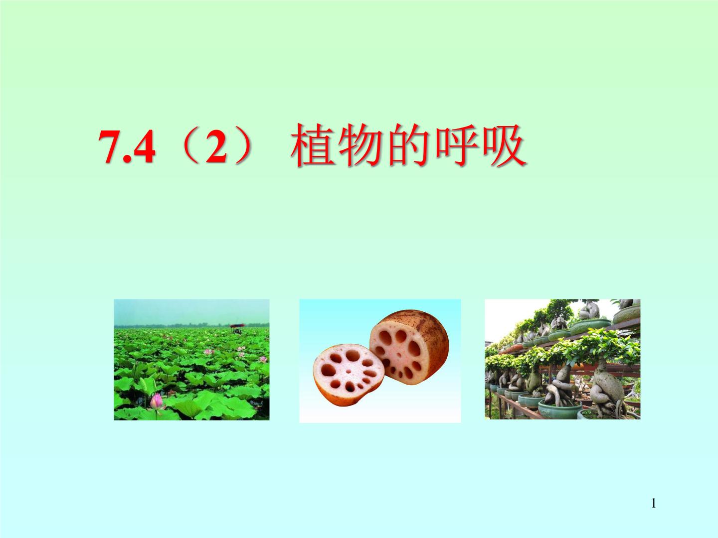 牛津上海版六年级下册第7章 	空气与生命动植物与大气间的气体交换植物的呼吸完美版课件ppt