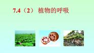 牛津上海版六年级下册第7章 	空气与生命动植物与大气间的气体交换植物的呼吸完美版课件ppt