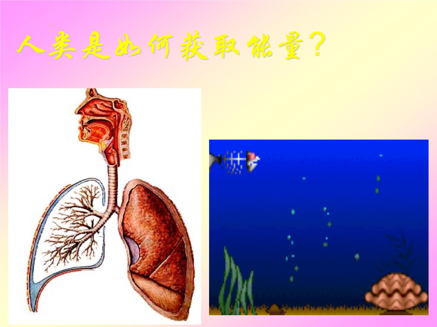 初中科学牛津上海版六年级下册第7章 	空气与生命动植物与大气间的气体交换植物的呼吸评优课ppt课件