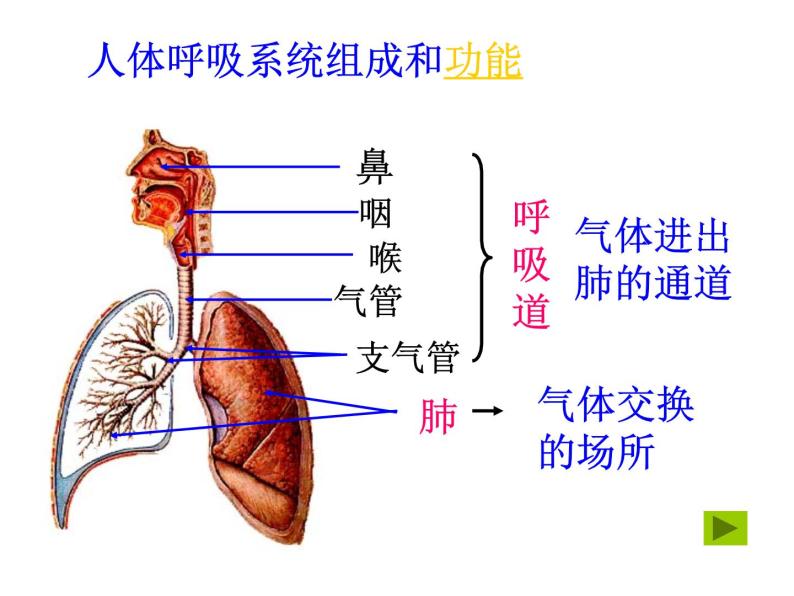 牛津上海版科学六年级下册 生物是怎样呼吸的（第1课时） PPT课件06