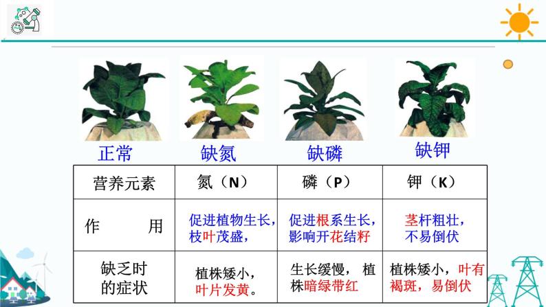 4.3《植物的根与物质吸收 第2课时》PPT课件+视频素材 浙教版八年级科学下册08