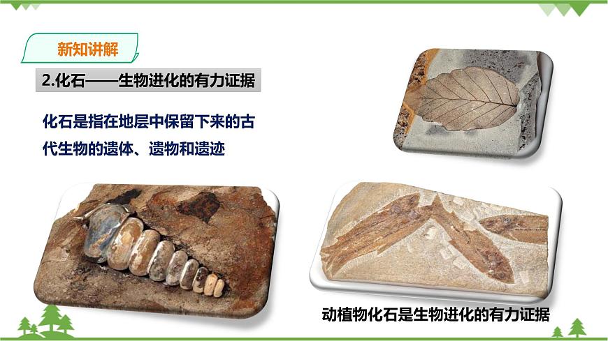 浙教版九年科學下冊第1章第4節(jié)生物的進化 第1課時（課件）第5頁