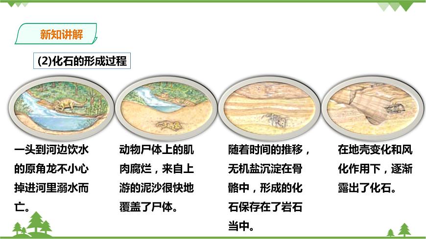 浙教版九年科學下冊第1章第4節(jié)生物的進化 第1課時（課件）第6頁