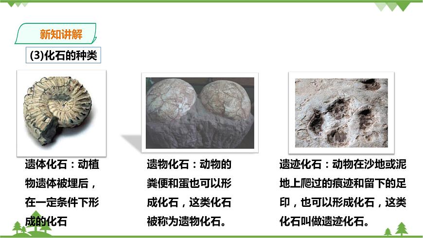 浙教版九年科學下冊第1章第4節(jié)生物的進化 第1課時（課件）第8頁