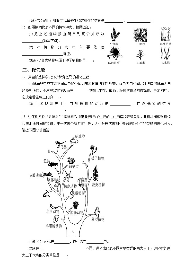 1.4《生物的进化 第2课时》PPT课件+教案+练习+素材 浙教版九年级科学下册03