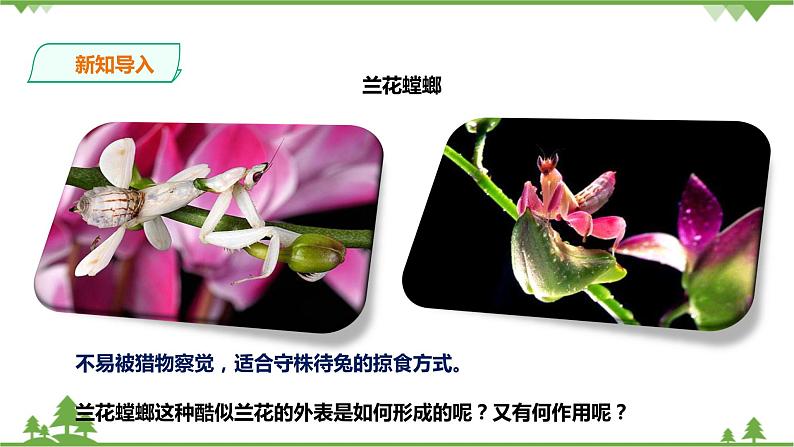 1.4《生物的进化 第2课时》PPT课件+教案+练习+素材 浙教版九年级科学下册02