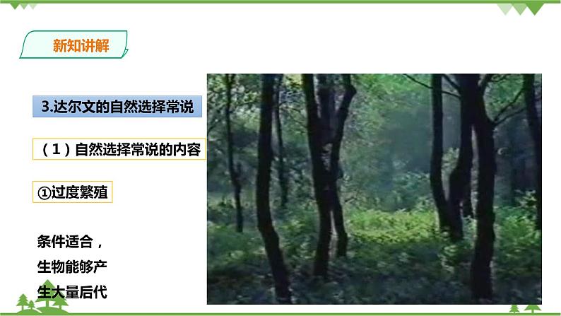 1.4《生物的进化 第2课时》PPT课件+教案+练习+素材 浙教版九年级科学下册04
