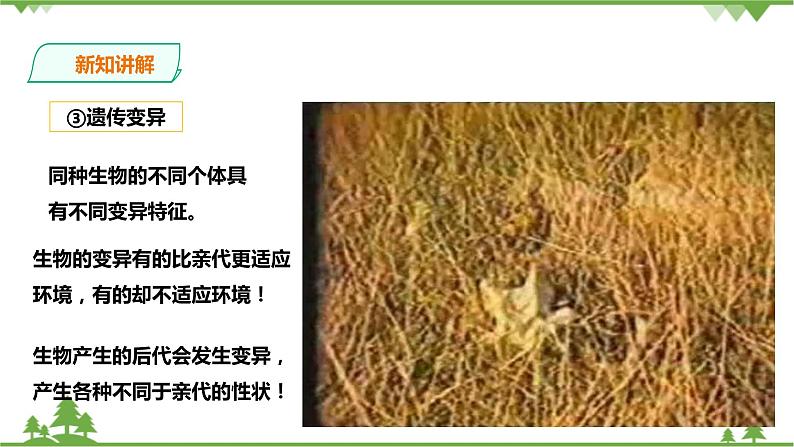 1.4《生物的进化 第2课时》PPT课件+教案+练习+素材 浙教版九年级科学下册06