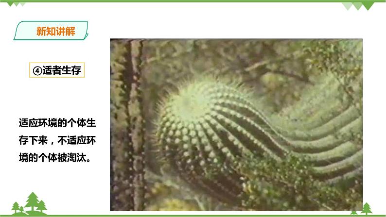 1.4《生物的进化 第2课时》PPT课件+教案+练习+素材 浙教版九年级科学下册07