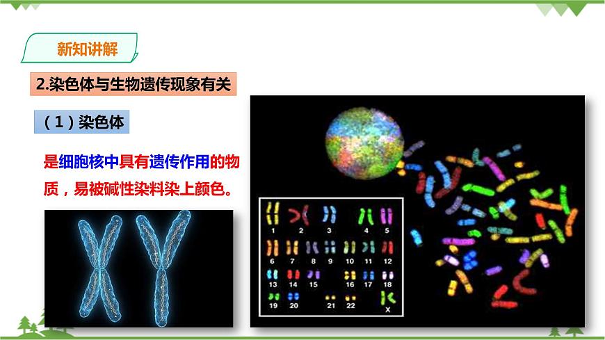 浙教版九年科學(xué)下冊(cè)第1章第5節(jié)遺傳與進(jìn)化 第1課時(shí)(課件)第8頁