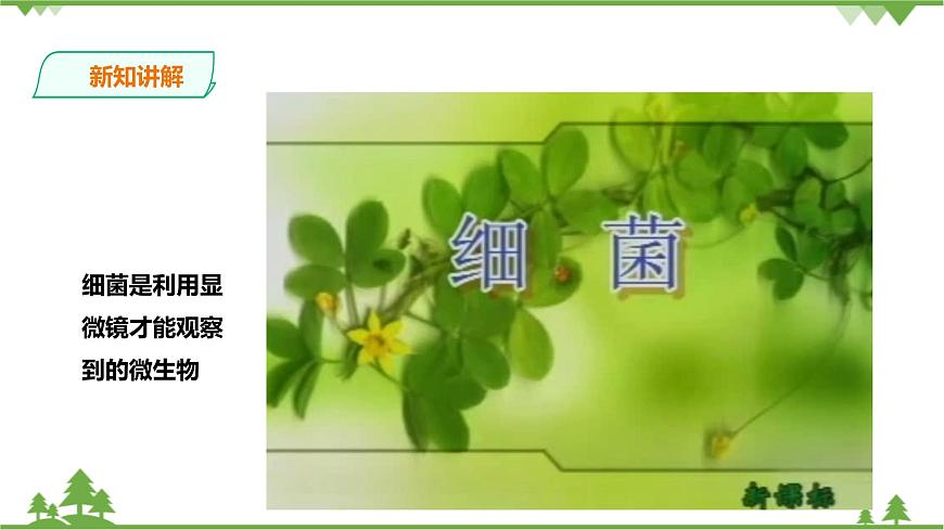 浙教版九年科學下冊第3章第2節(jié)來自微生物的威脅 第1課時（課件）第4頁