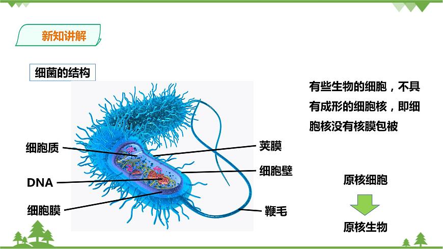 浙教版九年科學下冊第3章第2節(jié)來自微生物的威脅 第1課時（課件）第6頁