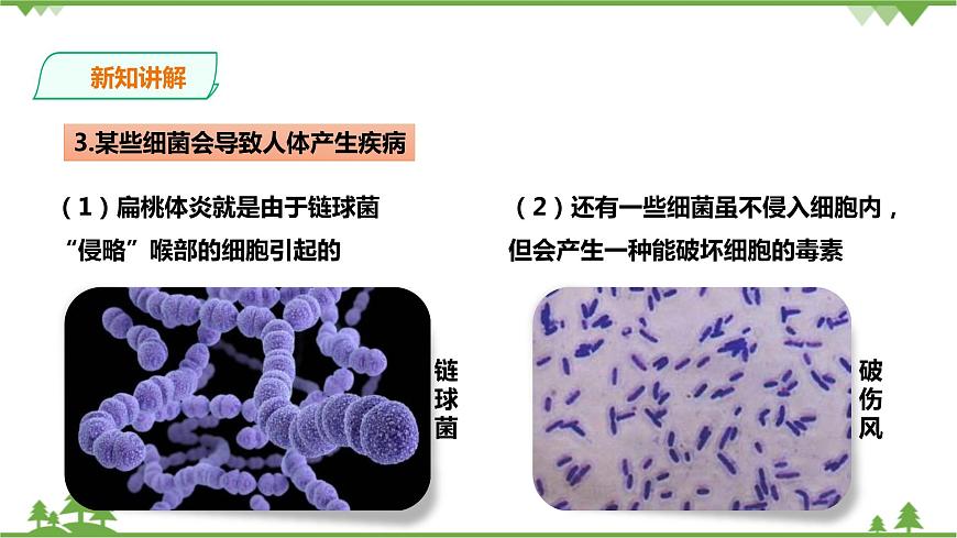 浙教版九年科學下冊第3章第2節(jié)來自微生物的威脅 第1課時（課件）第7頁