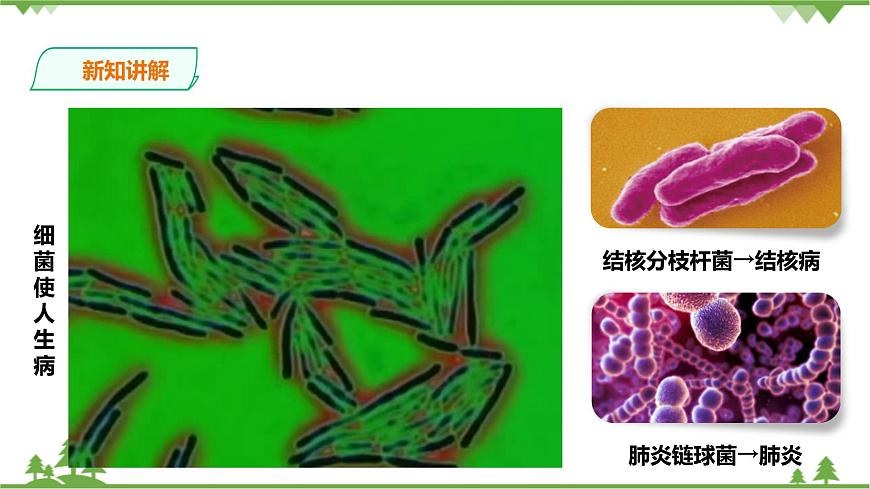浙教版九年科學下冊第3章第2節(jié)來自微生物的威脅 第1課時（課件）第8頁