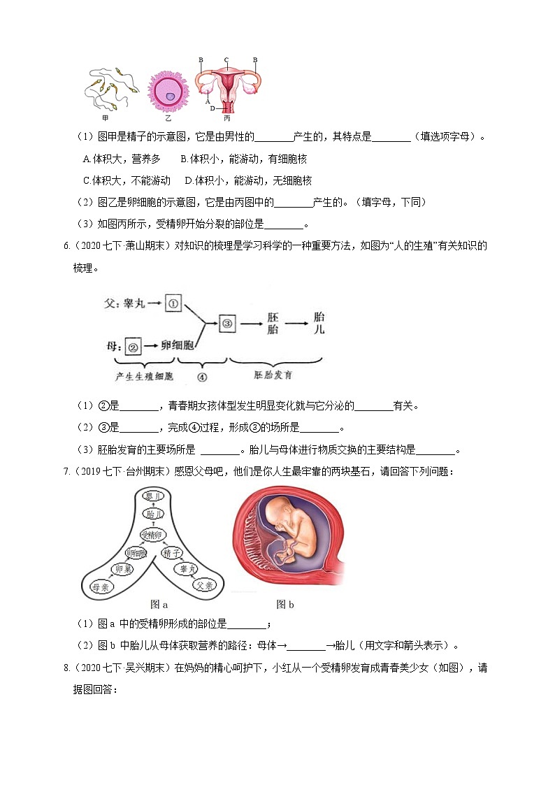 試卷 浙教版7年級下冊第一章代代相傳的生命1-3節(jié)01人和動物的生殖發(fā)育(含答案)第2頁
