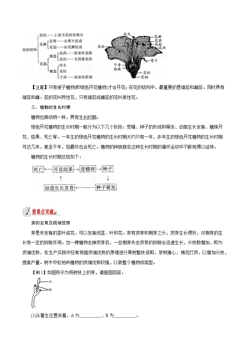 【精品讲义】浙教版 科学 7年级下册 1.4.2 芽的发育和花的结构（教师版+学生版）03