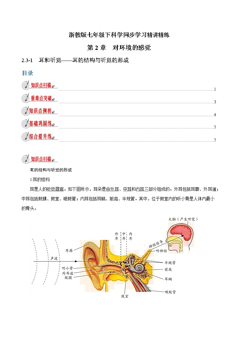 【精品讲义】浙教版 科学 7年级下册 2.3.1 耳和听觉——耳的结构与听觉的形成（教师版+学生版）01