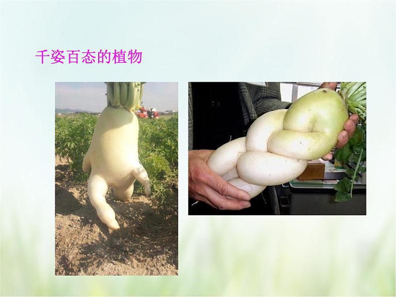 浙教版科学 七年级上册 第2章 观察生物 第5节 常见的植物(课件+教案+试题)02