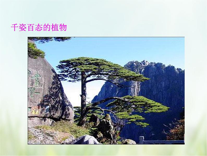 浙教版科学 七年级上册 第2章 观察生物 第5节 常见的植物(课件+教案+试题)05