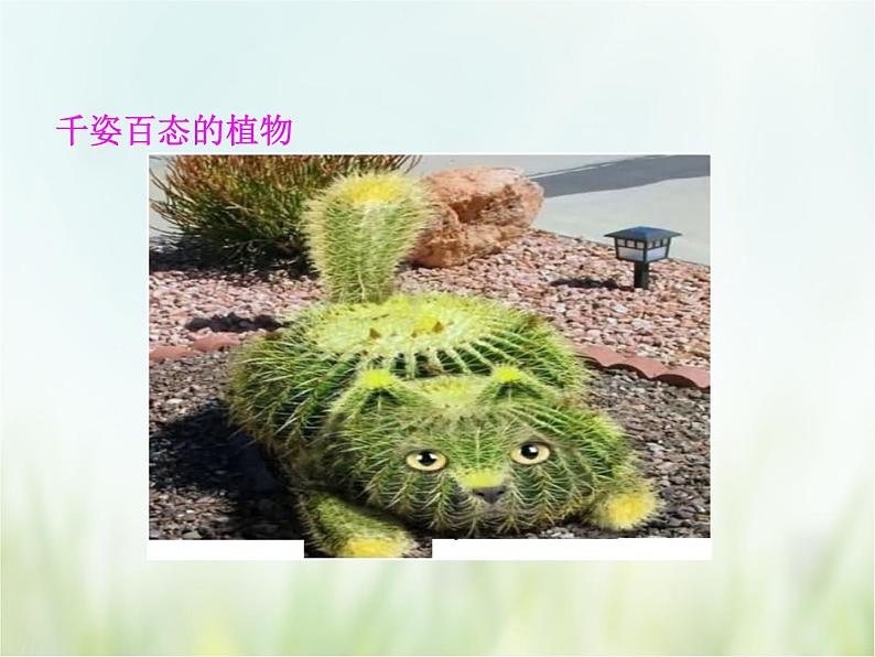 浙教版科学 七年级上册 第2章 观察生物 第5节 常见的植物(课件+教案+试题)08