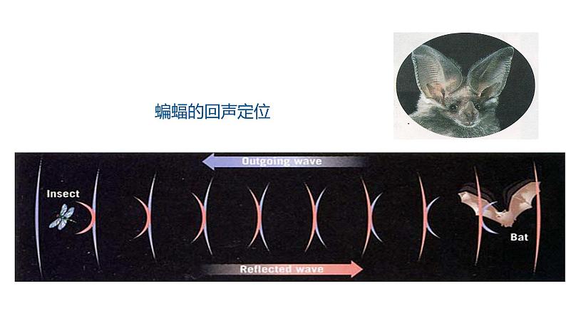 2.3 声的利用课件PPT第5页