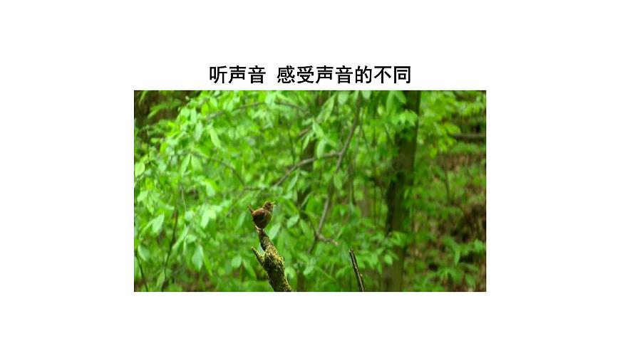 初二【物理(人教版)】聲音的特性課件PPT第2頁