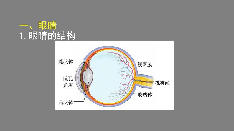 初二物理(师大版)-眼睛和眼镜-2PPT课件第4页