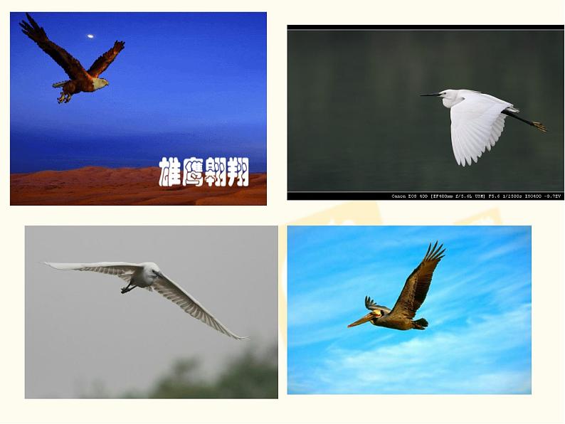 教科版物理八年级下册 10.1 在流体中运动(课件)02